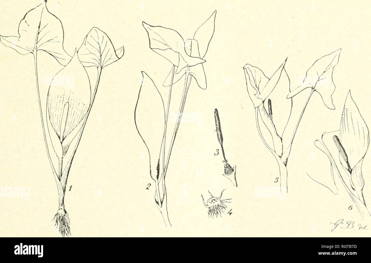 . Bulletin de la Socit botanique de Genve. Plants; Plants -- Switzerland. (35) .1. IIRUHY. LK (ÎENRE ARUM U7 IVoiilit'n' orientale (léfmilivcs purce (jiie cette région a été encore beau- coup li-op peu pairourue. 11. (iN&quot; 7). — Arum orientale Marscli. Bieberstein, Flora Taur. — Cauc. II, p. -iOT ( 1808;, sens restreint, excluant la plante du même nom d Entier et d'autres auteurs ! ! ! Spatbfe'lamina ovata vel elliptica, oblonga, purpurascens seu in margine tantum fusccscens aut purpureo leviter sulîusa aut viridula, ssepius et ex toto pallide virescens. Appendix longe et distincte stipita Stock Photo