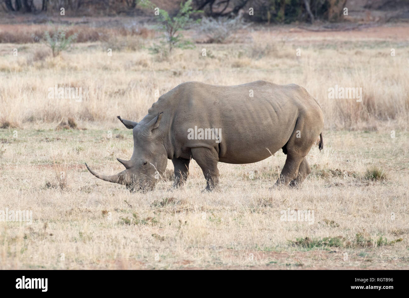 White Rhinoceros (Ceratotherium simum) Stock Photo