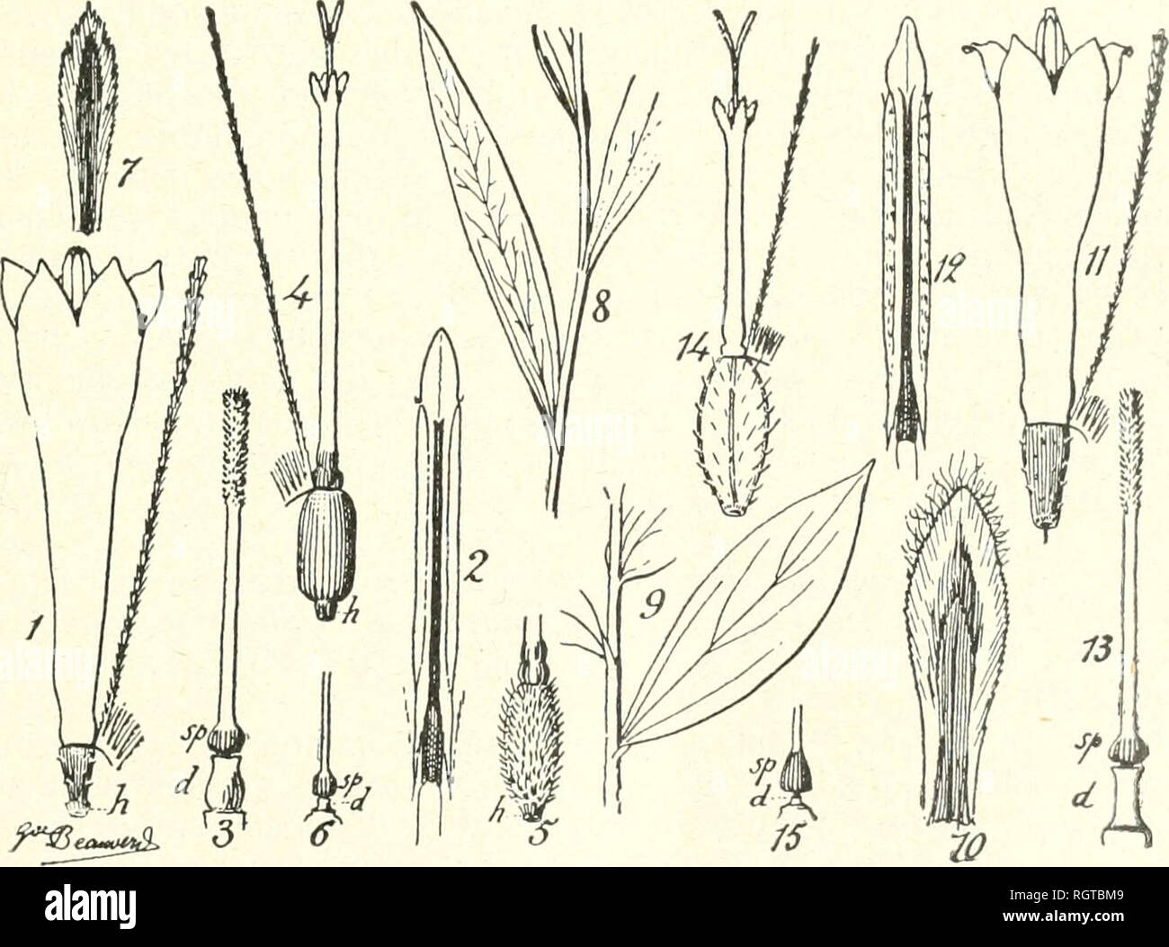 . Bulletin de la Socit botanique de Genve. Plants; Plants -- Switzerland. ^10) (;. BEAUVERD. GONTRIHUTIONS A L'kTUDE DES COMPOSÃES 21 Hei'ba hoterogama, infenie fniticulosa, hasi sloloiiilera (stMiipcr?). Caulis gracilis valde elongatus (:30-()0 (-m.) Â± IT) l'olia cauliiia geivns (iiileniodia +:? ciii. longa). Folia (siipcrricie + SOX-^-'Â» niin.) hnsilariu siib aiiUiesi destriicta ; /'. raiilhia liasi apiciMiue aciilf atltMiuata, + longe mucroiiata. Capitula iiiediocria (Â± 5 iiiiii. diaiii.) pcrfecte heterogaina, 5-10 in cyinam ad apiceiii 3-5 ramulis + midis lae corvinbilVra. Corollae in  Stock Photo