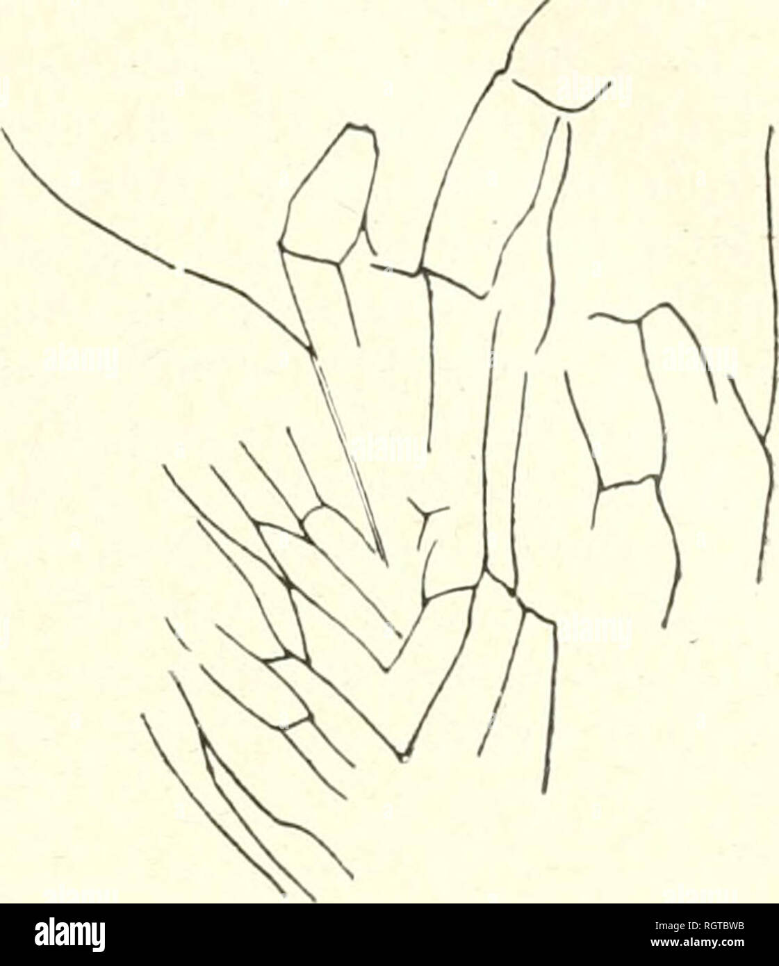 Page 8 Voisine High Resolution Stock Photography And Images Alamy Page 8 Voisine High Resolution Stock Photography And Images Alamy