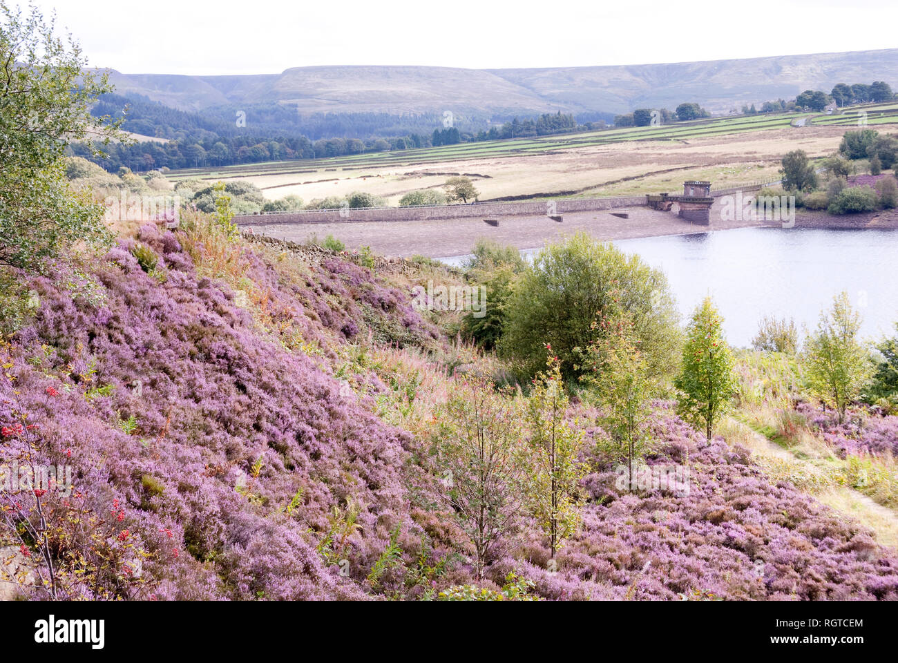 Yorkshire, UK Aug 31: Overlooking the water from a hillside pink with heather in flower on 31 Aug 2014 at Digley Reservoir, Holmeforth Stock Photo