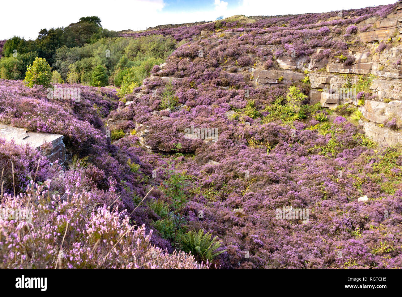 Yorkshire, UK Aug 31: Overlooking an old quarry turned pink with heather in flower on 31 Aug 2014 at Digley Reservoir, Holmeforth Stock Photo