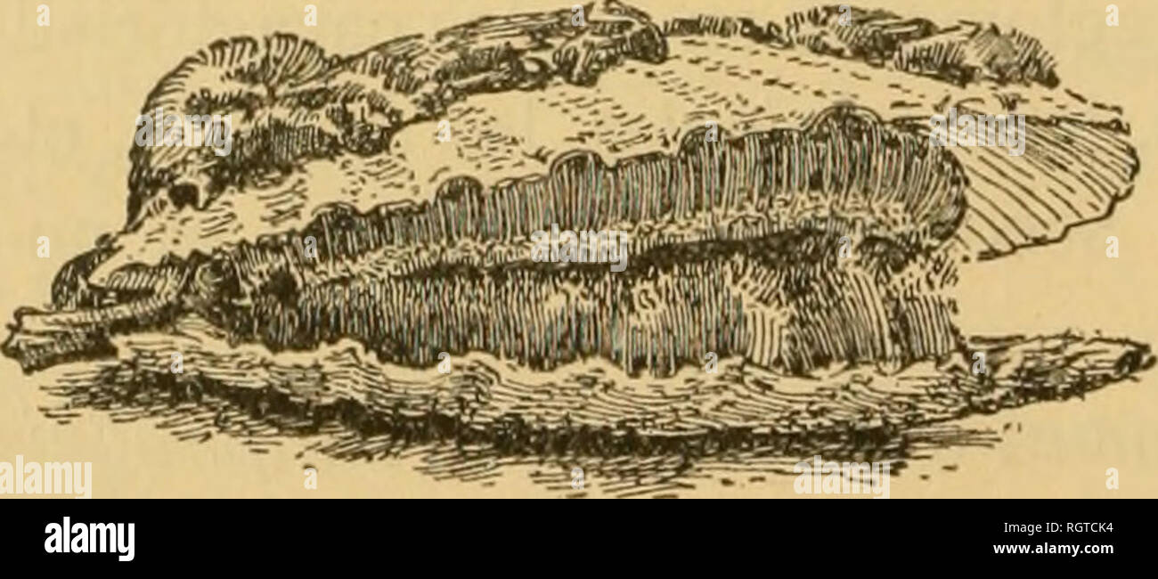 Bulletin Biologique De La France Et De La Belgique Biology Natural History 410 Pierre Fauvel Aspect