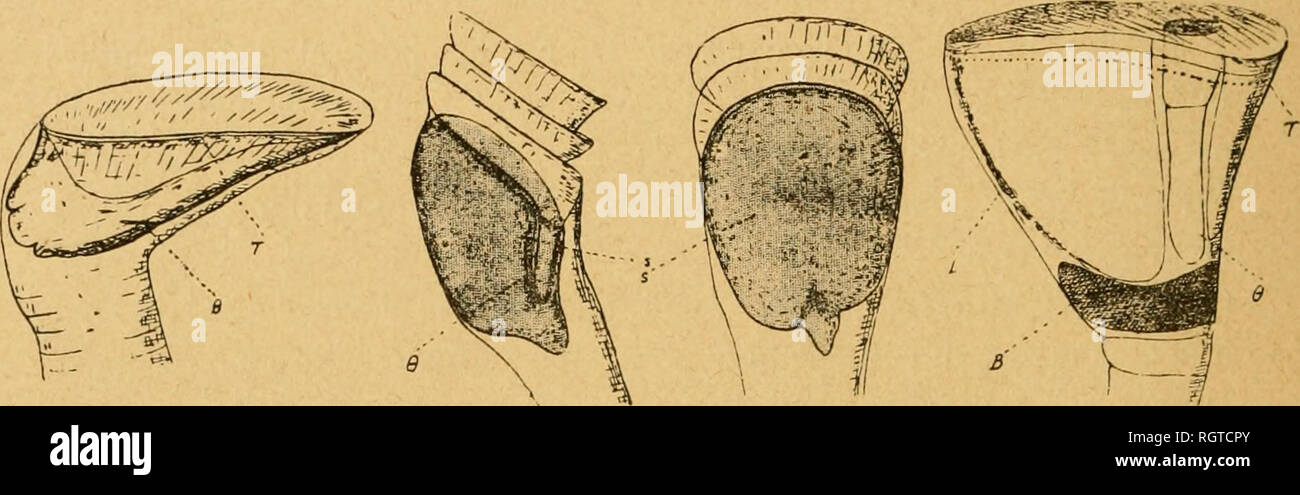 Profil Face High Resolution Stock Photography And Images Alamy