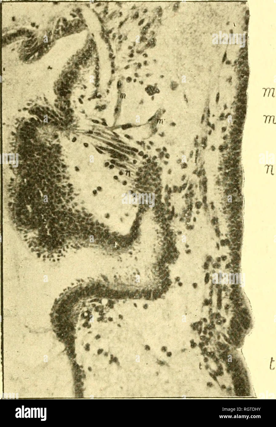 la nuit trésor lancôme