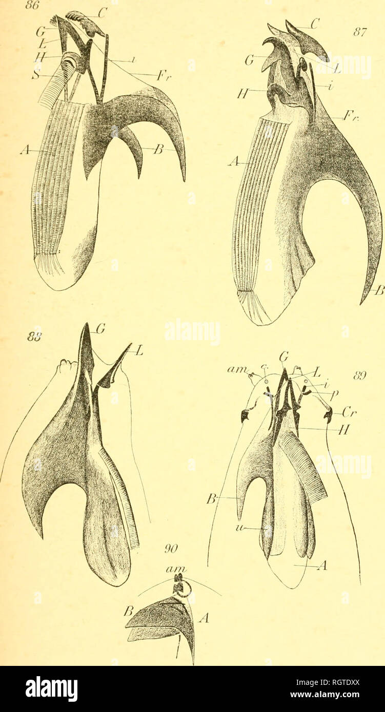 brassière post opératoire