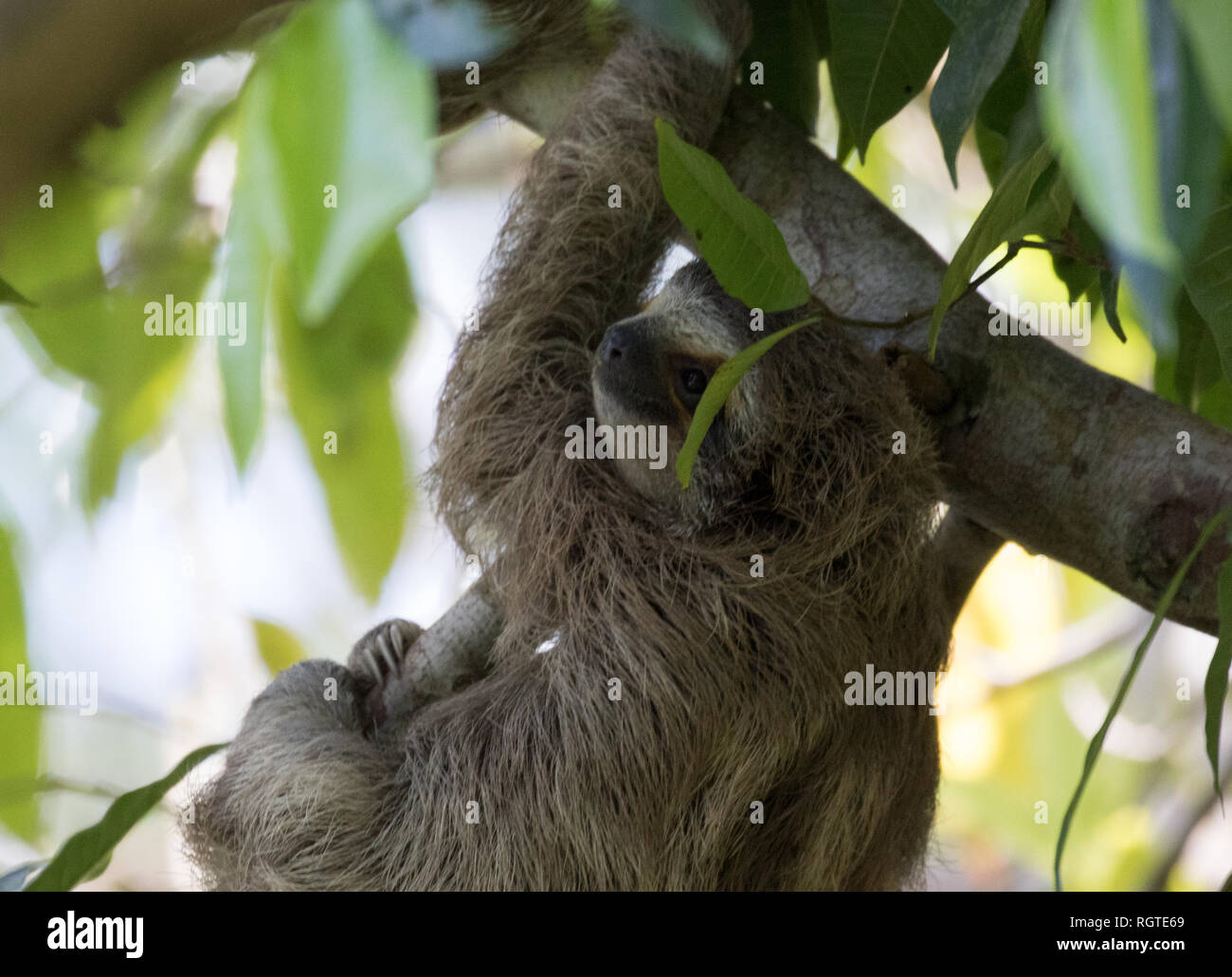 Three-Toed Sloth (Bradypus variegatus) Stock Photo
