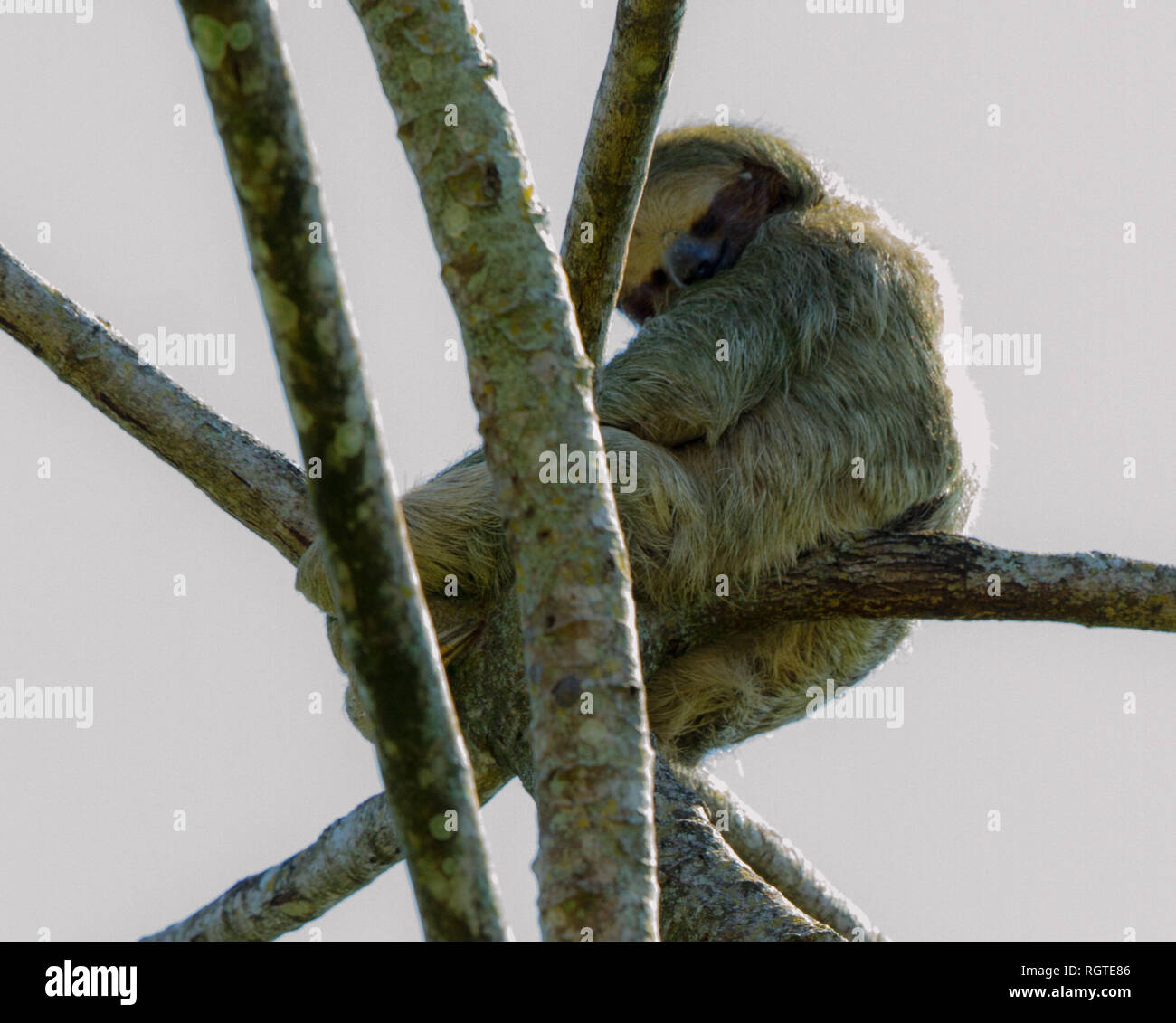 Three-Toed Sloth (Bradypus variegatus) Stock Photo