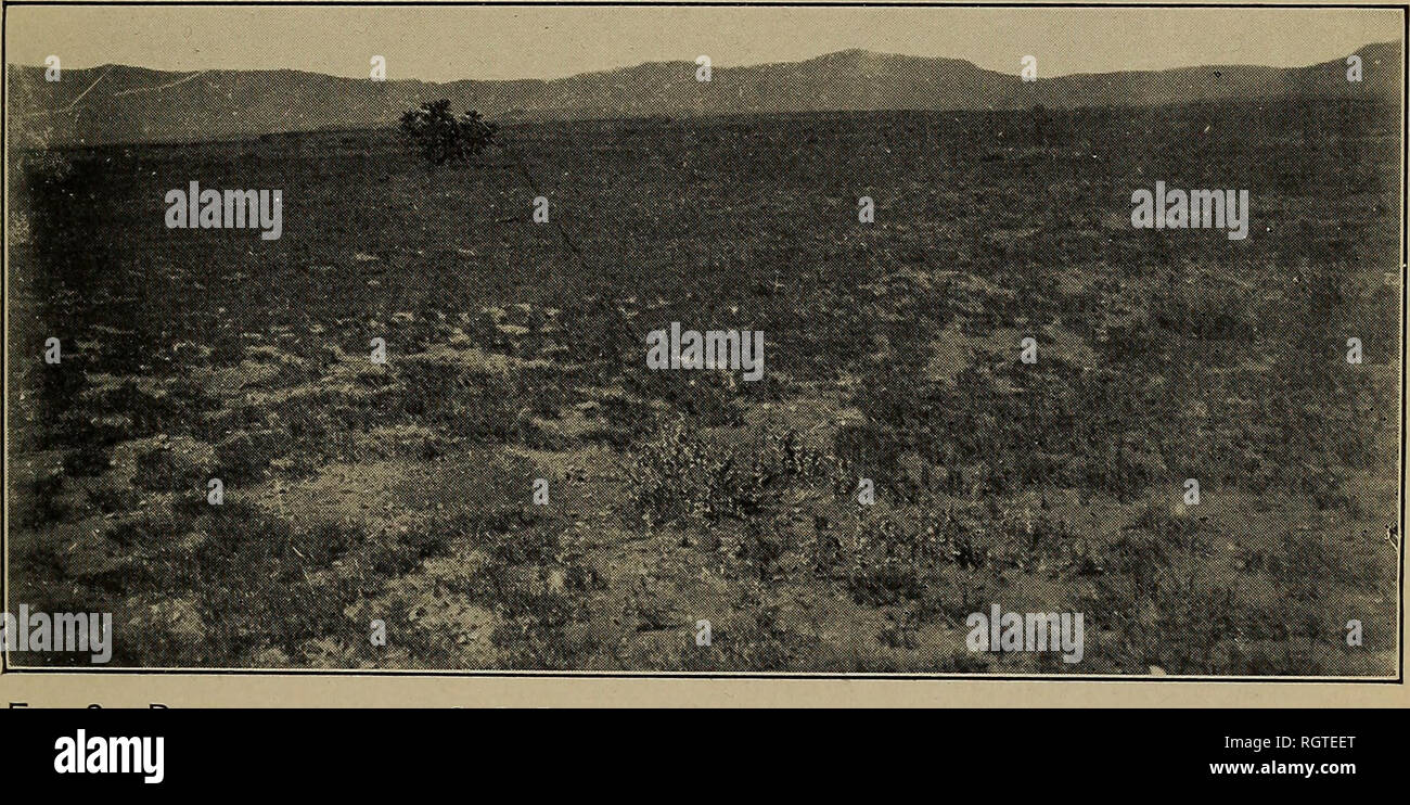 . Bulletin. Insects; Insect pests; Entomology; Insects; Insect pests; Entomology. Fig. 1.—Mesa near Koehler, N. Mex., with Characteristic Vegetation—Grama Grass, Artemisia frigida, and Gutierrezia sp. (Original.). Fig. 2—Pasture on the C. S. Ranch Nearly Destroyed by New Mexico Range Caterpillar. Vegetation Mainly Grama Grass. (Original.). Please note that these images are extracted from scanned page images that may have been digitally enhanced for readability - coloration and appearance of these illustrations may not perfectly resemble the original work.. United States. Bureau of Entomology.  Stock Photo
