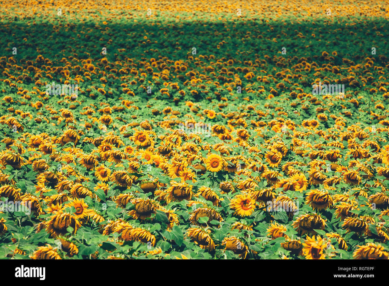 field full of sunflowers at sunny day Stock Photo - Alamy