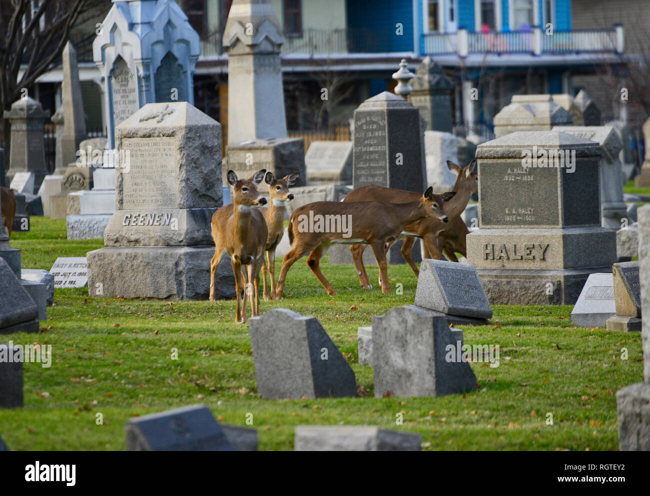 Forest Lawn Cemetery, Buffalo NY Stock Photo Alamy