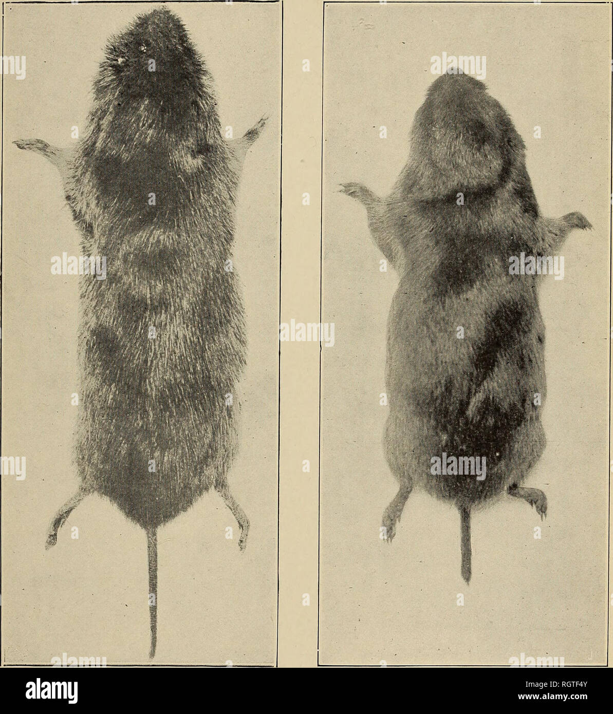 . Bulletin - Biological Survey. Zoology, Economic. Bui. 31, Biological Survey, U. S. Dept. of Agriculture. Plate I.. Fig. 1 .—Meadow Mouse (Microtus pennsylvanicus). Fig. 2.—Pine Mouse (Microtus pinetorum scalopsoides).. Please note that these images are extracted from scanned page images that may have been digitally enhanced for readability - coloration and appearance of these illustrations may not perfectly resemble the original work.. United States. Bureau of Biological Survey. Washington : Govt. print. off. Stock Photo