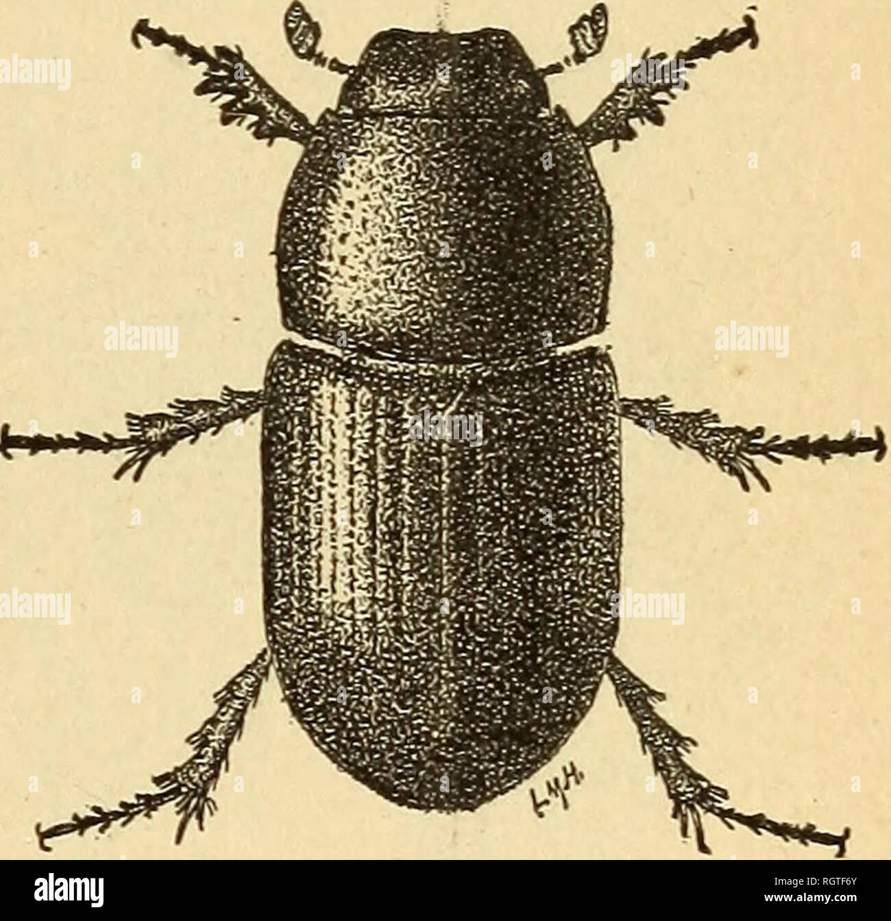 . Bulletin - Biological Survey. Zoology, Economic. INJUKIOUS INSECTS EATEN BY THE KOSEBKEAST. 45 the number examined, devoured click-beetles, thus benefiting the farmer considerably. Not so many of the birds fed upon long-horned borers, but the re- sulting benefits are less valuable only in degree, as the beetles of this family are often disastrous pests. They are frequently large and strikingly colored, and one of the handsomest, as well as the most injurious kinds, the painted hickory borer (Cyllene pictus) is eaten by the rosebreast. This insect is known as the commonest and most destructiv Stock Photo