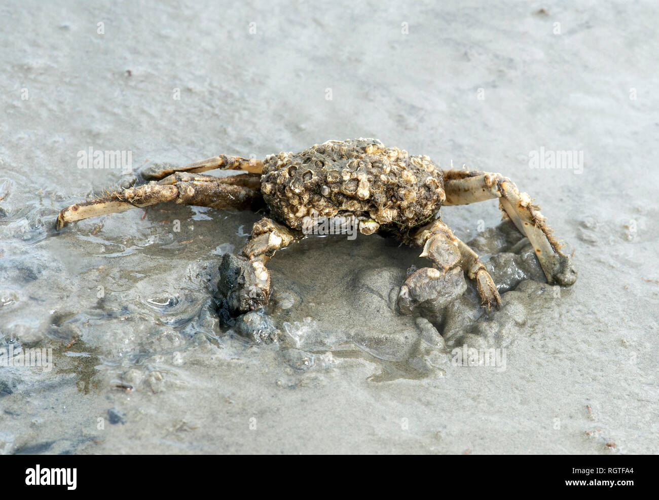 Common shore crab (Carcinus maenas) starting to bury itself into the sand, Wadden Sea, Schleswig-Holstein, Germany Stock Photo