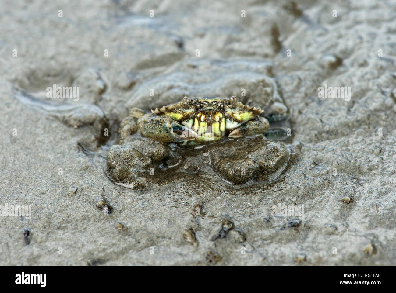 Common shore crab (Carcinus maenas) buried into the sand leaving only its eyes sticking out, Wadden Sea, Schleswig-Holstein, Germany Stock Photo