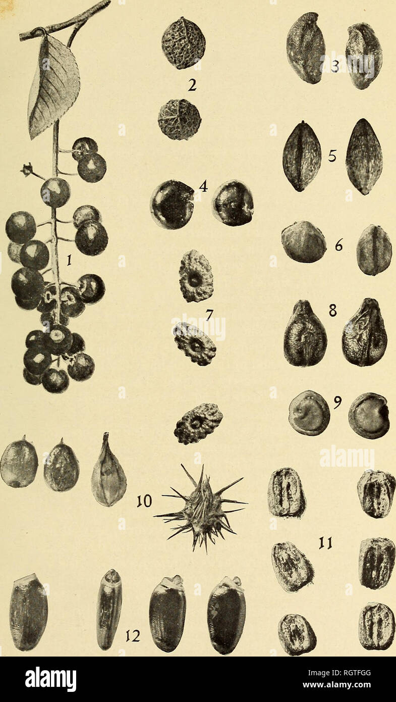 . Bulletin - Biological Survey. Zoology, Economic. Bui. 32, Biological Survey, U. S. Dept. of Agriculture. Plate II.. SEEDS AND FRUITS EATEN BY GROSBEAKS. [1, Wild black cherry (Prnnus sewtina). 2, Hackberry (Celtis occidentalis). 3, Juneberry (Amelanchier canadensis). 4, Pokeberry (Plnjtolacca decandra). 5, Flowering dogwood (Cornus florida). 6, Rough-leaved dogwood i Cornus asperifolia). 7, Spiderwort (Tra- descantia virginiana). 8, Summer grape ( Vitis aestivalis). 9. Indian fig {Opuntia opun- tia). 10. Bur grass {Cenchrus tribuloides). 11. Button weed (Diodia teres). 12, Milk thistle (Mari Stock Photo