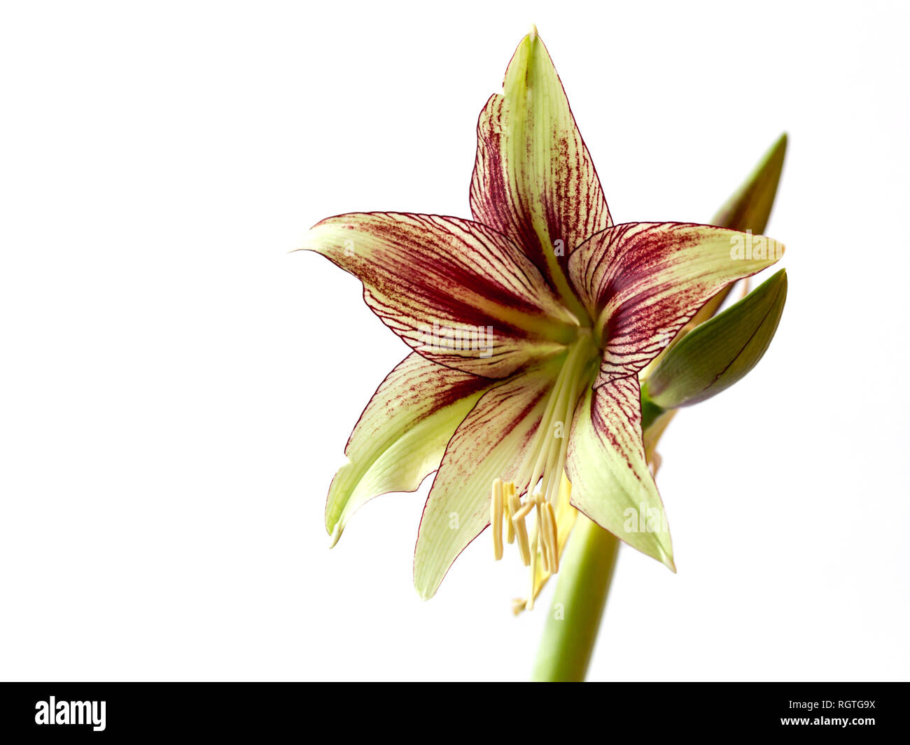 Beautiful flower and buds of the bulbous plant Hippeastrum. Lime color