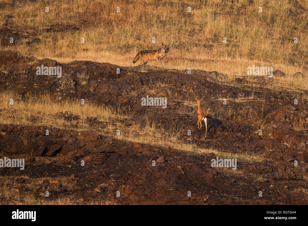 The Indian wolf (Canis lupus pallipes)  as seen around the grasslands near Pune city outskirts in Maharashtra, India. Stock Photo