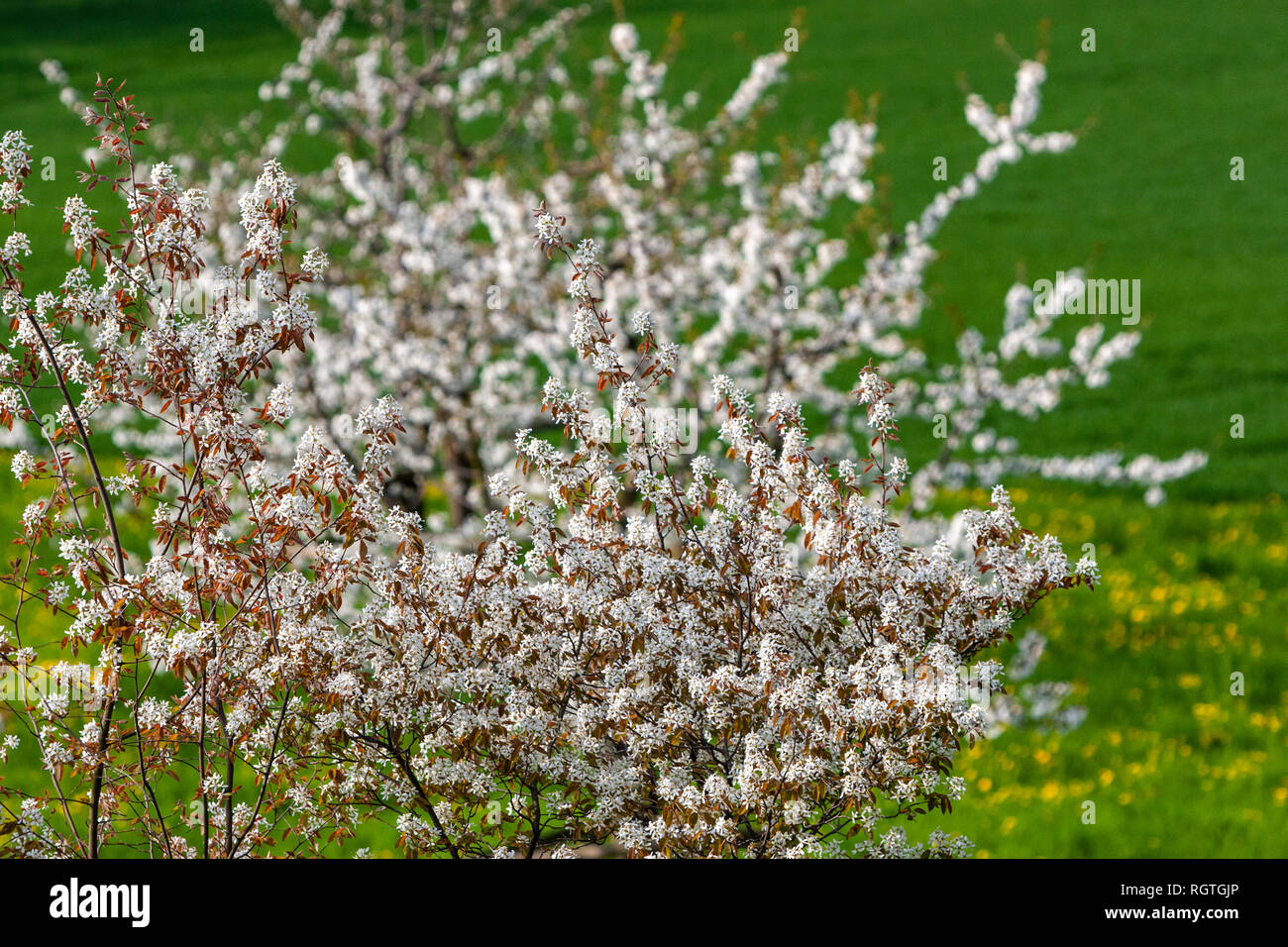 Abeliophyllum distichum - White Forsythia - in Bud and Bursting into Bloom in Beyeler Foundation, Riehen, Switzerland Stock Photo
