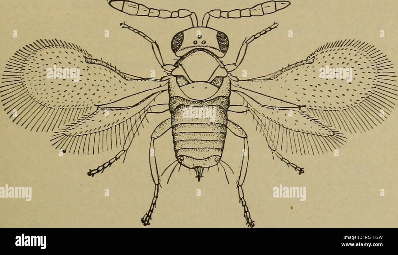 . Bulletin. Insects; Insect pests; Entomology; Insects; Insect pests; Entomology. TRUE PARASITES. 61 Ahlerus clisiocampde Ashm. (fig. 9) was reared in the summer of 1905 by Messrs. Qaaintance and Girault from the San Jose scale occurring upon pear upon the Department grounds, at Washington.. Fig. S.—Prospalta aurantii, greatly enlarged (from Howard). It was also reared from Dtaspis 'pentagona Targ., occurring upon the grounds of the Department. It affects also Chionaspis furfur us Fitch, and is known to occur in North Carolina, in Illinois, and in the District of Columbia.. Please note that th Stock Photo