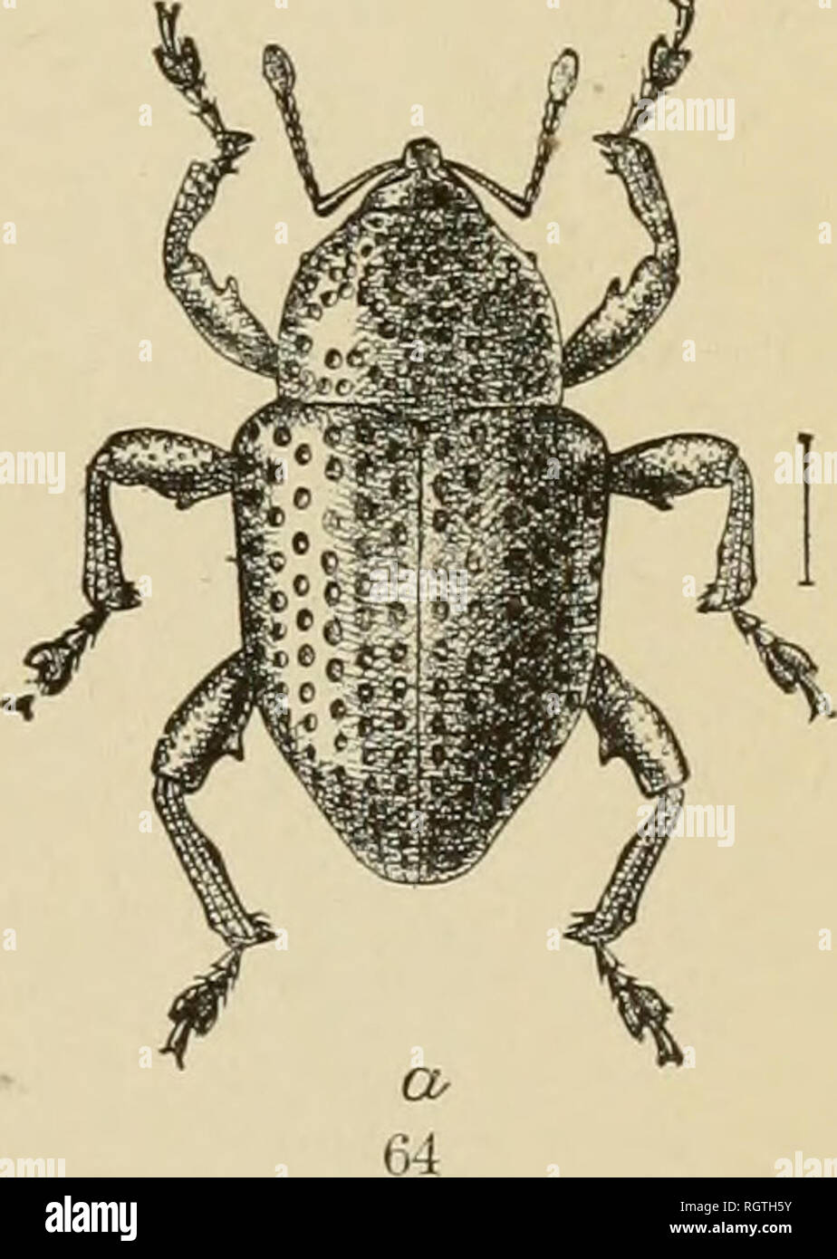 . Bulletin. Insects; Insect pests; Entomology; Insects; Insect pests; Entomology. Insects Often Mistaken for the Boll Weevil. Figs.^ 59, 60 , Transver.ie Baris {Baris transversa), much enlarged (original): fig. 61, Centrinus peni- ^^^^^^^  a, larva: 6, beetle; enlarged (from Chitten- 1^.^. t './, uw,  i iÂ«iin ci.-^^r jjrtii:^ jjKii i'^ 1/tt/t^cc/6u;, iiiucii t-iiiargt^u ^original}: n^ wMi(s, enlarged (original): fig. 62, coffee-bean weevil {Arivcerus fascindatus): a, larva: 6, beetle; 'â , pnpa, enlarged (from Chittenden); figs. 63, 64, Chalcodermus xneus, enla: den). Please note that these Stock Photo