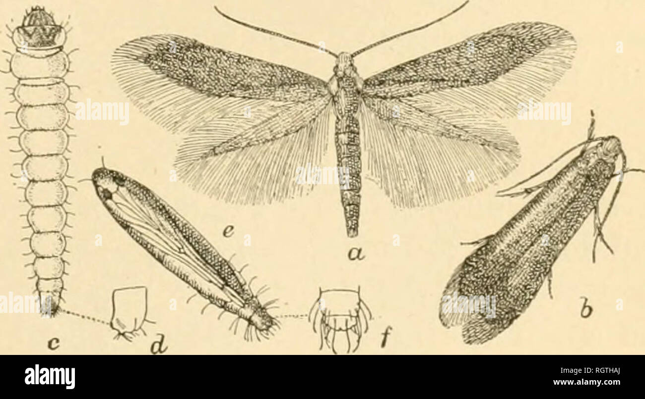 Bulletin. Insects; Insect pests; Entomology; Insects; Insect pests;  Entomology. THE TRUMPK'I' LEAF-MINER OF THE APPLE. 25 are greenish yellow  in color and soniewhal Iraiii^luceiil. In some lights they are  irriclescent, as