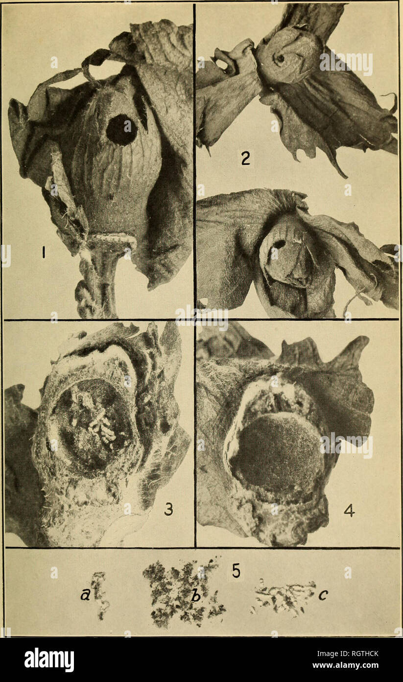 . Bulletin. Insects; Insect pests; Entomology; Insects; Insect pests; Entomology. Bui. 74, Bureau of Entomology, U. S. Dept. of Agriculture. Plate III.. Signs Determining Boll Weevil Emergence or Entrance of Ant Solenopsis geminata. Fig. 1.—Emergence hole of boll weevil in cotton square. Fig. 2.—^Entrance holes of ants in squares. Fig. 3.—Evidences of adult activity in square from which weevil emerged. Fig. 4.—Clean interior of square entered by ants. Fig. 5.—The three evidences of adult weevil activity, removed from square: &quot;. Shed pupal skin; /). refuse formed in cutting emer- gence hol Stock Photo