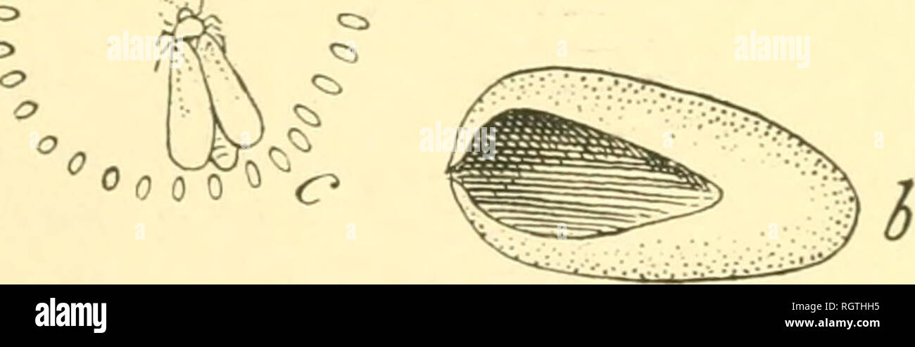 Circle Insect Fio circle hi-res stock photography and images - Alamy