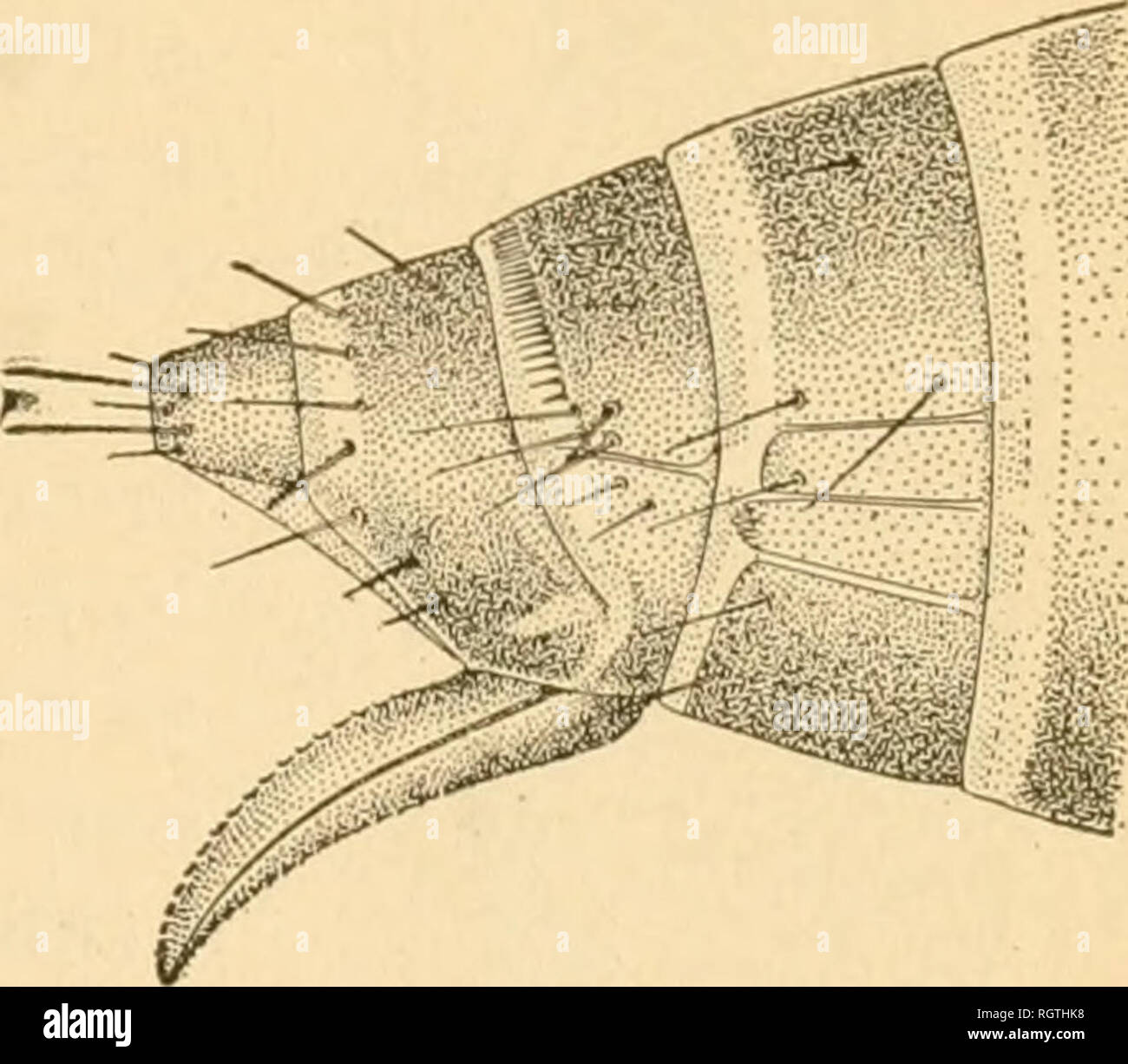 Bulletin Insects Insect Pests Entomology Insects Insect