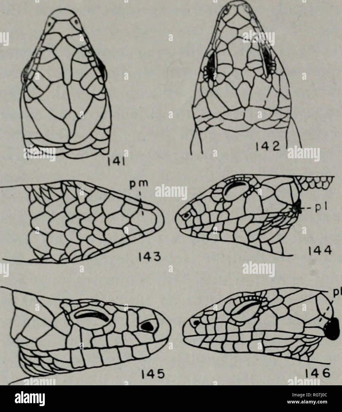 . Bulletin. Natural history; Natural history. 160 Illinois Natural History Survey Bulletin Vol. 28, Art. 1. Figs. 141-146.—Characteristics of lizards: 141, head of Scincella laterale; 142, head of Eumeces; 143, chin of Eumeces ant/iracinus, showing single postmental (pm) scale; 144, head of Eumeces laticeps, showing single post- labial (pi) scale; 145, head of Eumeces sep- tentrionalis; 146, head of Eumeces fasciatus, showing two subequal postlabial scales. rows 1 and 2 of venter usually with thin, longitudinal dark stripes Ophisaurus aitenuatus attenuatus White markings on posterior corner of Stock Photo