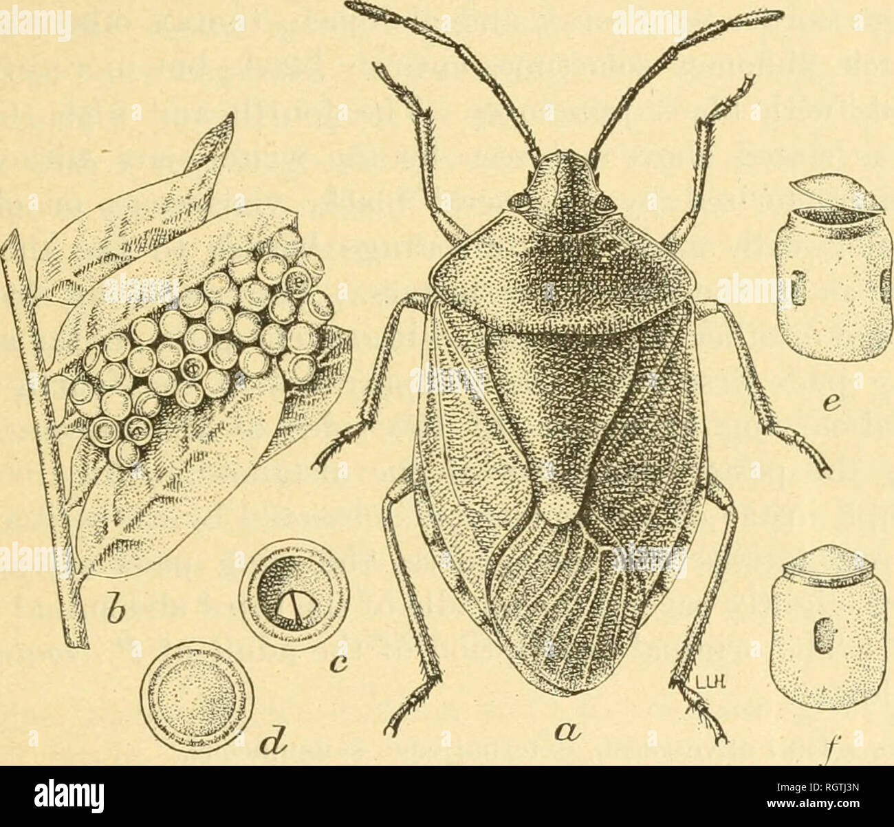 Ventral site hi-res stock photography and images - Alamy