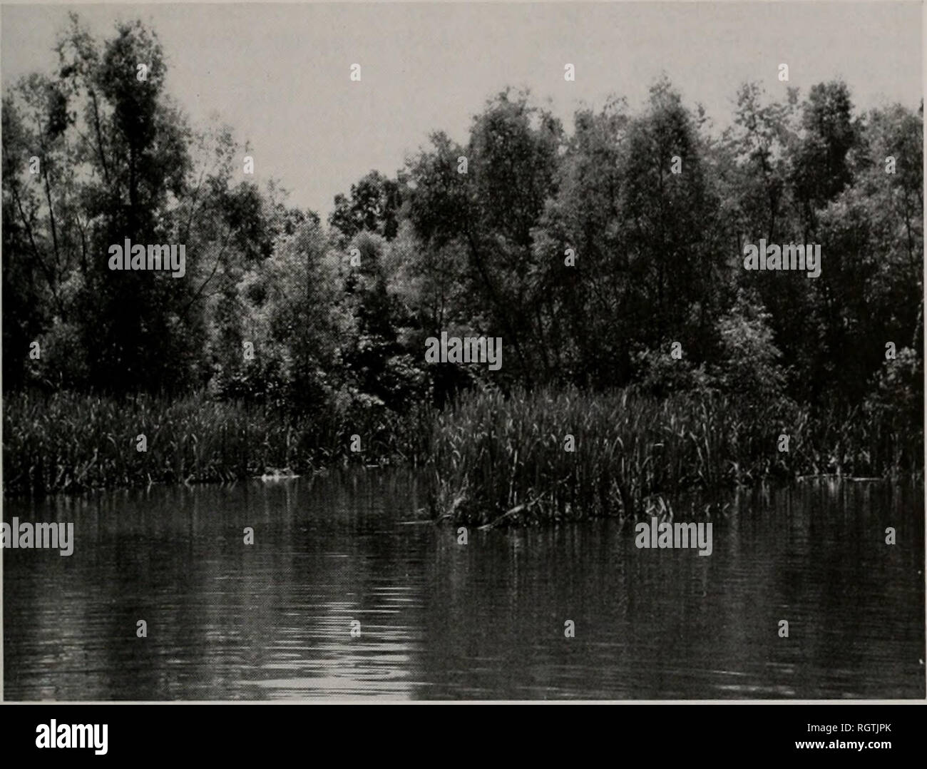 . Bulletin. Natural history; Natural history. Julv, 1966 Hansen: Stocking and Sport Fishing at Lake Glendale 109. Fig. 2.—Cattail and willow border at Lake Glendale. Much of the shoreline looked like this in the 1940's and early 1950's. low parts of the lake in 1954, was re- stricted to a few small patches in 1944. Several other plants, including arrow- head (Sagittaria sp.), sedge (Carex sp.), sweet flag (Aconis calamus Lin- naeus), and wild rice (Zizania aqiia- tica Linnaeus), were quite scattered, and stands were generally small. Wil- low trees, Salix sp., grew close to the water's edge alo Stock Photo