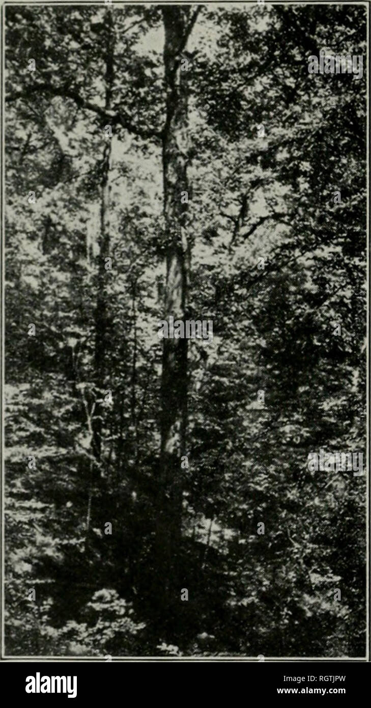 . Bulletin. Natural history; Natural history. 144 Illinois Natikai Histouy Sirvky Billktin QUERCUS ALBA Linnaeus White Oak The White Oak is a moderately large tree, with a tall, clear bole and a narrow crown of stout branches. The thin, bright-green leaves, 5 to i) inches long by 2 to 4 inches wide, have shallowly or deeply 7- to 9-lobed blades which, though paler, are not hairy beneath. The stout petioles are smooth and ^^ to 1 inch long. The staminate catkins are 'ijA to 3 inches long; and the bright-red pistillate flowers stand alone on very short stalks. The oval, light-brown, shiny acorns Stock Photo