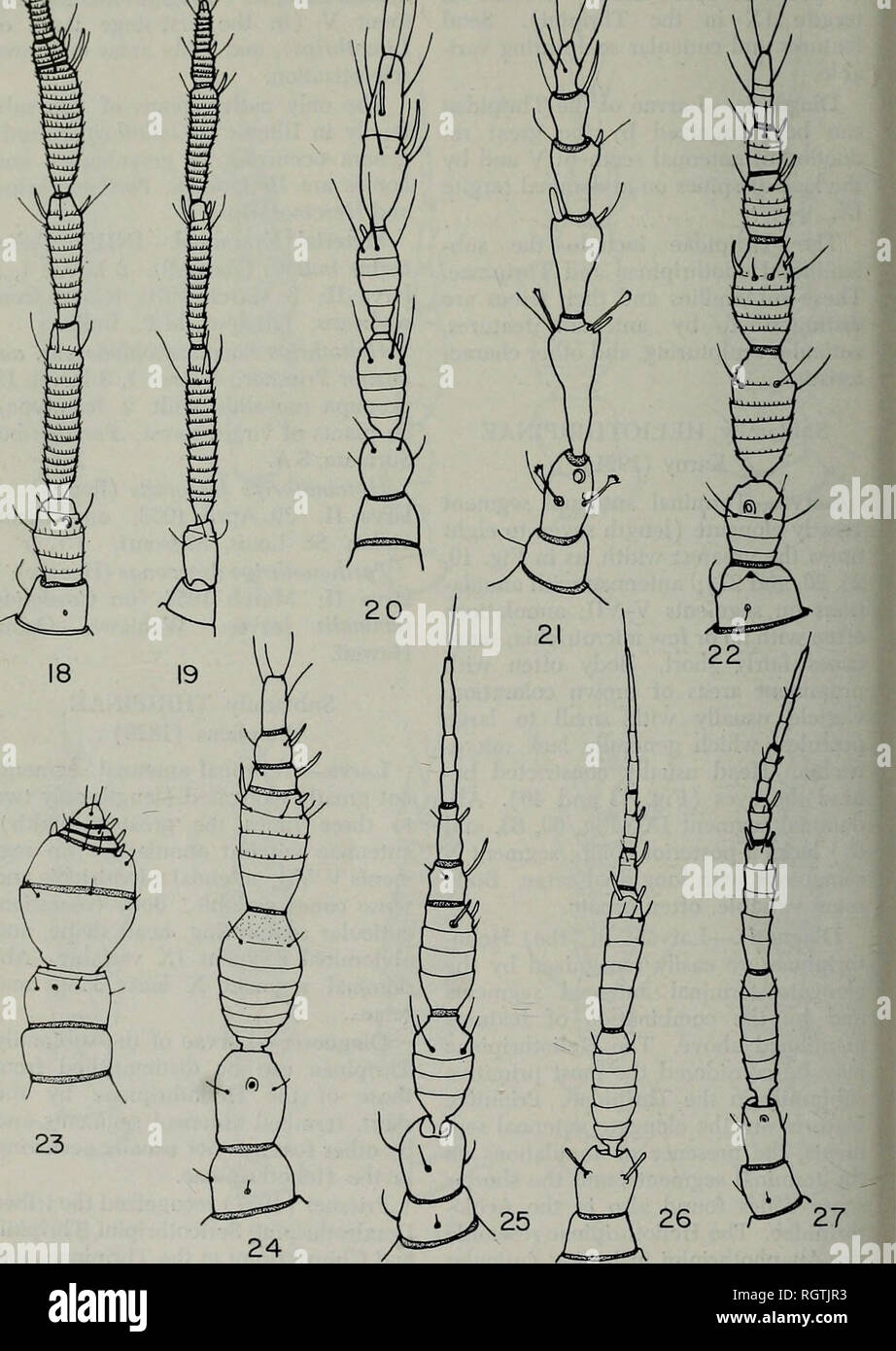 . Bulletin. Natural history; Natural history. 174 Illinois Natural History Survey Bulletin Vol. 31, Art. 5. Fig. 18-27.—Right antenna of the second-instar larva. 18.—Aeolothrips vittipennis. 19.—Franklinothrips sp. 20.—Merothrips morgani. 21.—Phlaeothripid (Tubulifera). 22.— Heterothrips arisaemae. 23.—Chirothrips simplex. 24.—Limothrips cerealium. 25.—Calio- thrips indicus. 26.—Heliothrips haemorrhoidalis. 27.—Hercinothrips femoralis.. Please note that these images are extracted from scanned page images that may have been digitally enhanced for readability - coloration and appearance of these Stock Photo