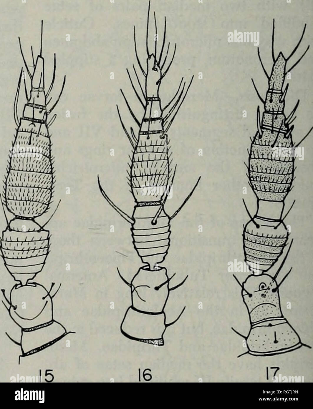 . Bulletin. Natural history; Natural history. Fig. 8-17.—Right antenna (except where indicated) of the first-instar larva. 8.— Aeoloi-hrips vittipennis. 9.—Heterothrips arisaemae. 1 0.—Heliothrips haemorrhoidalis. 1 1.— Limothrips denticornis. 12.—Anaphothrips secticornis. 13.—Dendrothrips ornatus. 14.— Sericothrips variabilis. 15.—Scirtothrips taxodii. 16.—Echinothrips americanus, left antenna. 1 7.—Frankliniella tritici.. Please note that these images are extracted from scanned page images that may have been digitally enhanced for readability - coloration and appearance of these illustration Stock Photo