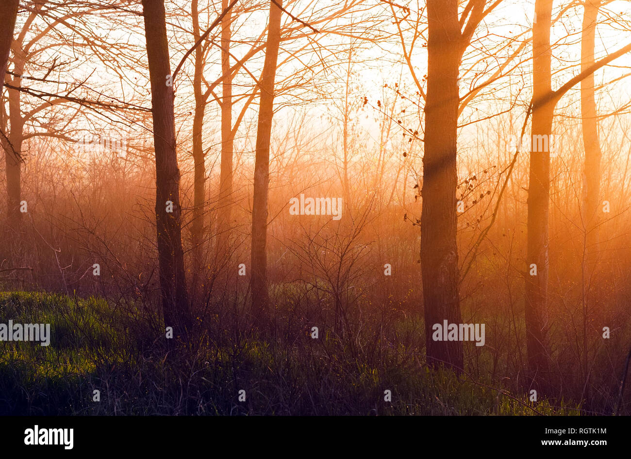 The sun's rays make their way through the trees in the forest at sunrise, background in orange and green tones Stock Photo