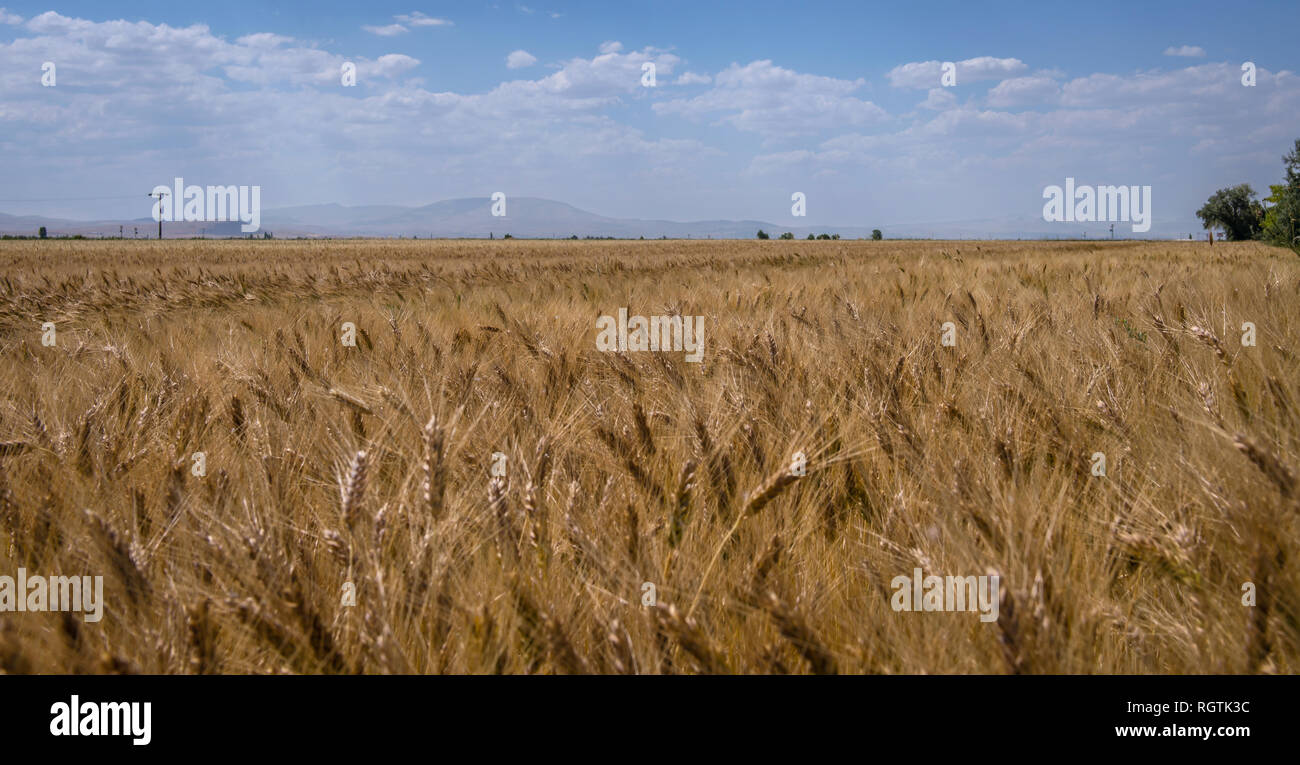 ears of wheat and cloudy blue sky Stock Photo - Alamy