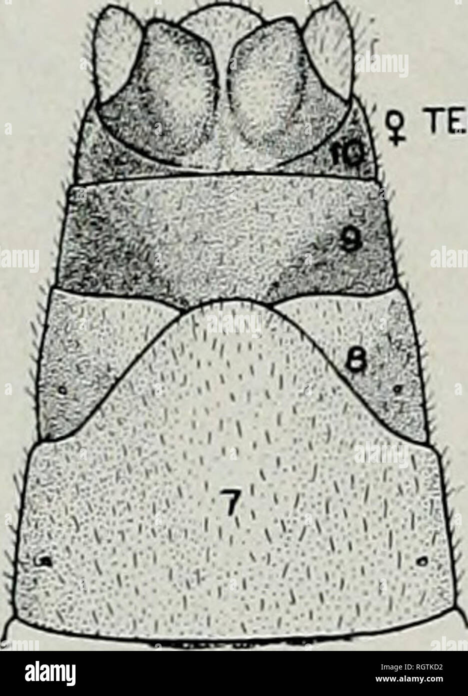 . Bulletin. Natural history; Natural history. Fig. 70.—Neinoio oregoneiisis. margm produced bulblike, over eightn sternite. Four fingerlike gill remnants in ventral cervical region. Allotype, female.—Corvallis, Ore., Oak creek: Apr. 1.^, 1934, E. E. Ball. Oregon.—Corvallis; Apr. 10, 1933, R. E. Dimick, 19; Apr. 16, 1931, Itf'; Dixon creek, March 10, 1935, R. E. Dimick, &amp;; Oak creek, March 18, 1934, R. V. Prentiss, 19, and March 31, 1934, E. K. Ball, IcT, and Apr. 7, 1934, E. E. Ball, 19. Benton county. Woods creek: Apr. 11, 1936, R. E. Rieder, &lt;f cf, 99. Nemoura tuberculata—new specie Stock Photo