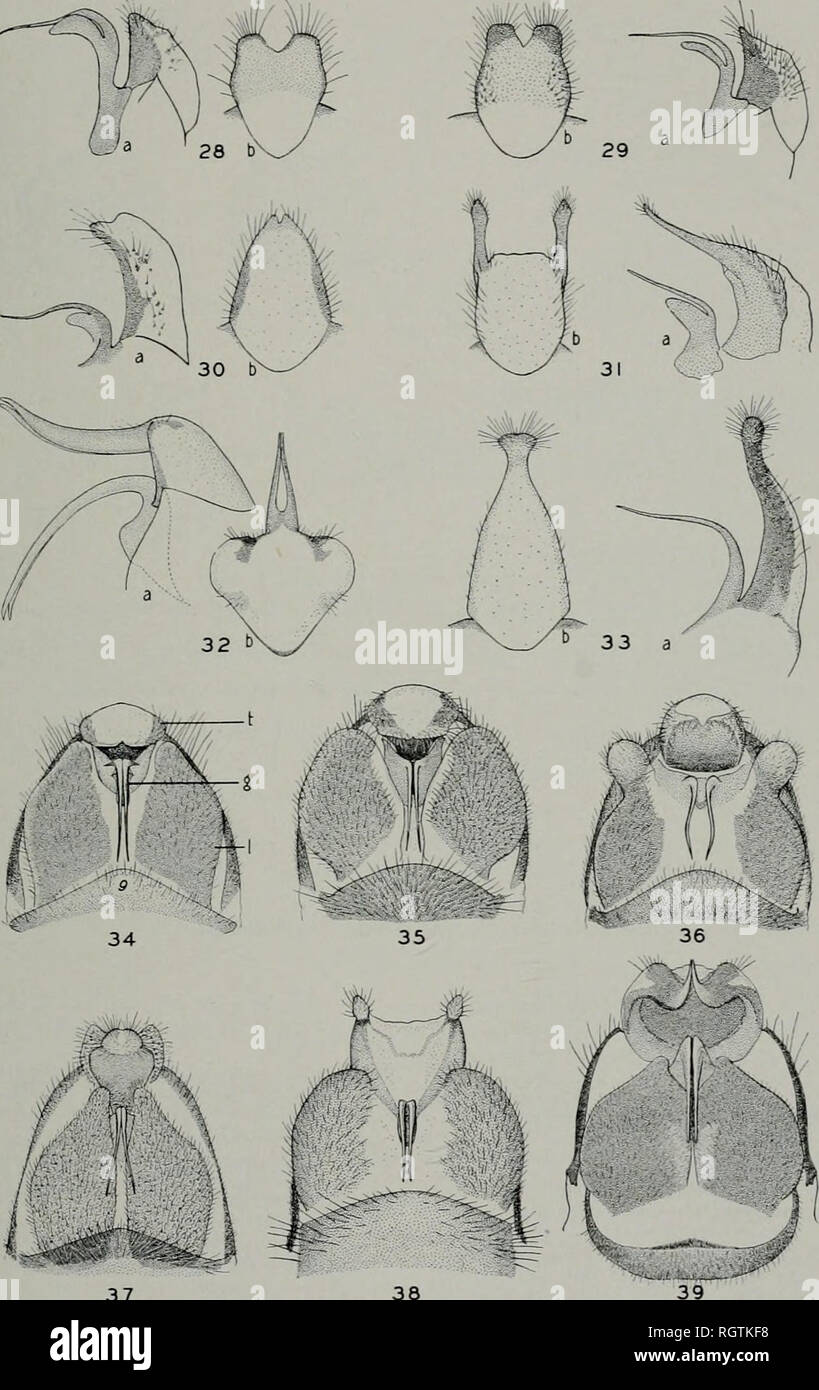 . Bulletin. Natural history; Natural history. September 1937 ROSS: NEARCTIC ALDER FLIES 65. 37 38 Genitalia of Sialis Mai.f.&gt; Fip. 28.—S. itasca. Fig. 32.—S. mohri. Fig. 29.—S. velata. Fig. 33.—S. concava. Fig. 30.—S. infumata. Fig. 34.—S. itasca. Fig. 31.—S. hasta. Fig. 35.—S. velata. Abbrkvia I'lONS. —a, Literal view ot genital and terminal plates; b, caiulal view of terminal plate; g, genital plate; 1, lateral plate; t, terminal plate; 9, ninth sternite. Fig. 36.—S. infumata. Fig. 37.—S. concava. Fig. 38.—S. hasta. Fig. 39.—S. mohri.. Please note that these images are extracted from scan Stock Photo
