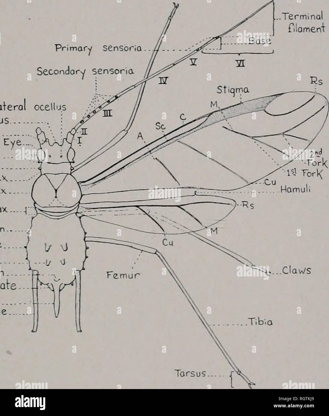 Bulletin Natural History Natural History The Plant Lice