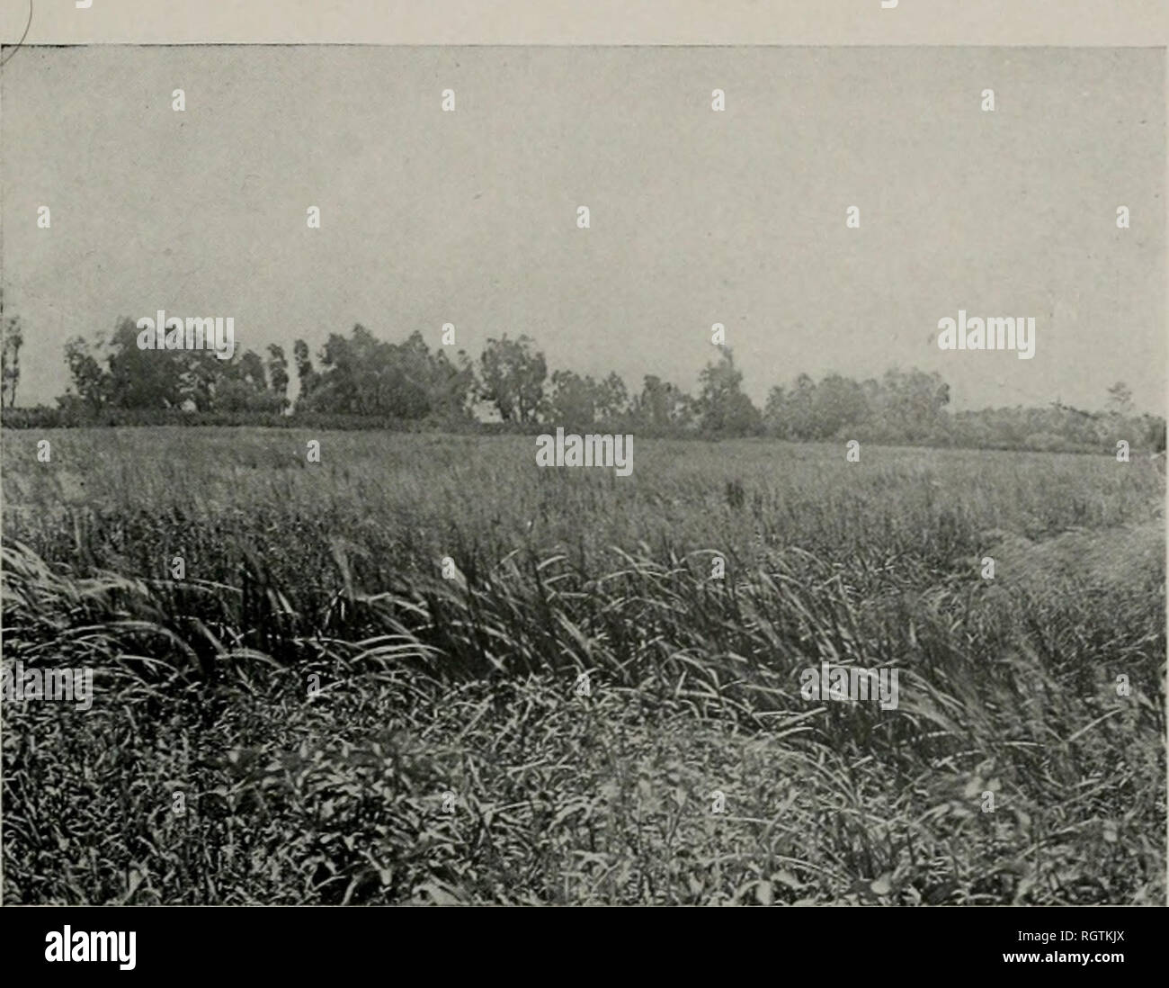 . Bulletin. Natural history; Natural history. Plate VIII.. Fig. 1. Nearer view of the &quot;islands&quot; showing conspicuous vegetation, Typha latifolia and Calamagrostis canadensis surrounding the &quot;islands.&quot; Photograph taken September 5, 1908. (Woodruflf.) H-.-^^,-,,^ V,. Please note that these images are extracted from scanned page images that may have been digitally enhanced for readability - coloration and appearance of these illustrations may not perfectly resemble the original work.. Illinois. Natural History Survey Division. Urbana, State of Illinois, Dept. of Registration an Stock Photo