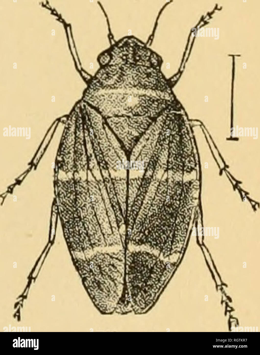 Fineliner Insects . Bulletin. Insects; Insect pests; Entomology; Insects; Insect pests ...