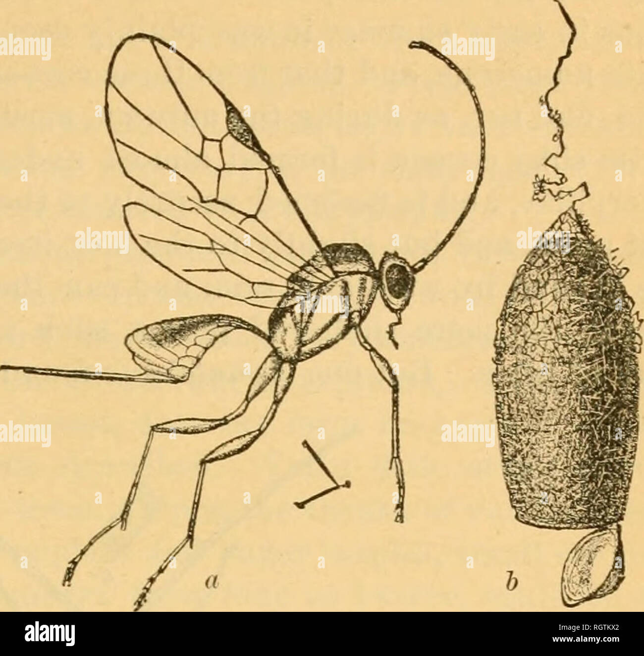 . Bulletin. Insects; Insect pests; Entomology; Insects; Insect pests ...