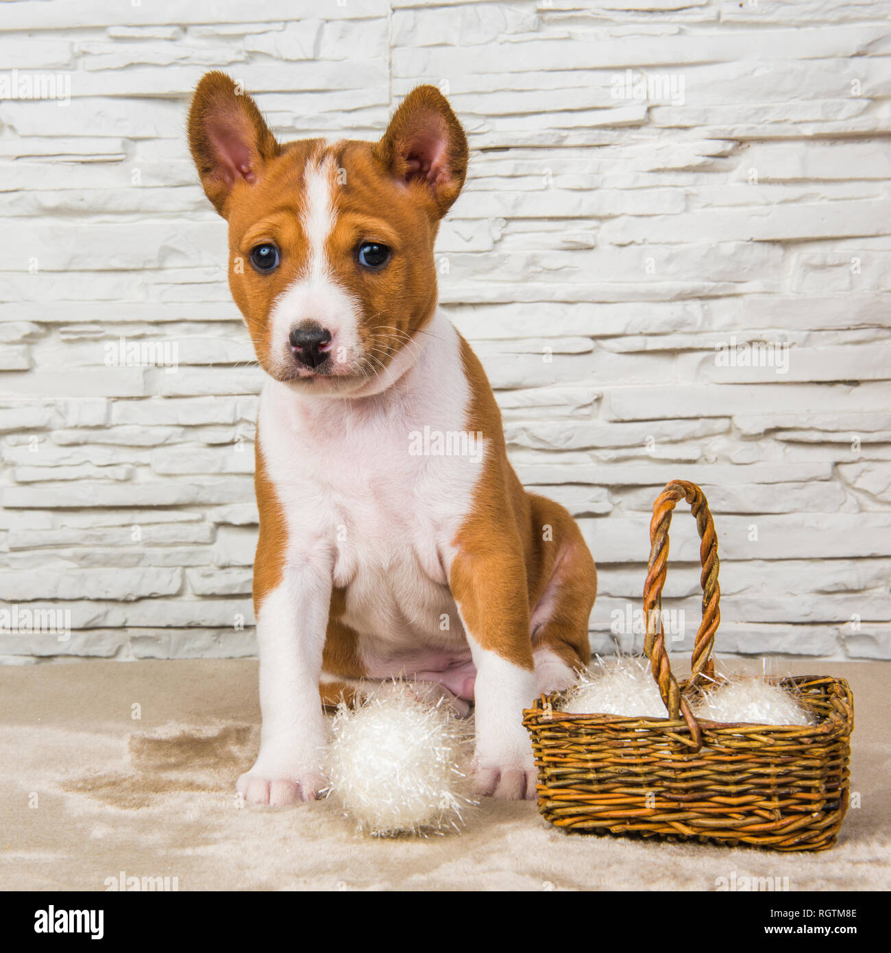 Funny Basenji puppy dog with white ball or snowball basket Stock Photo