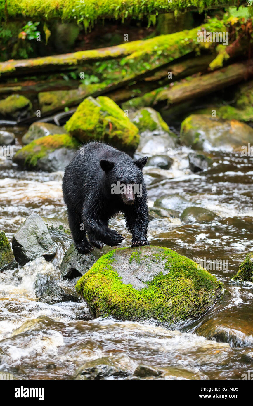 Black Bear fishing on rocks, Ursus americanus, at Thornton Creek, Vancouver Island, British Columbia, Canada. Stock Photo