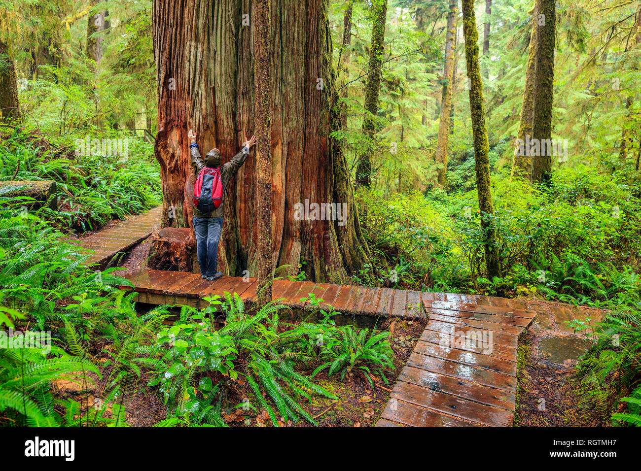 Hiker admiring a giant Western Red Cedar tree on the Rainforest Trail, Pacific Rim National Park, British Columbia, Canada. Stock Photo