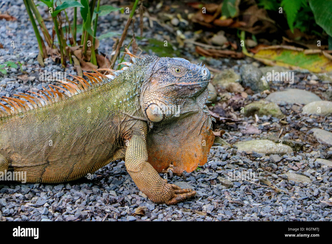 Green iguana striking a post in Sarapiqui, Costa Rico. Stock Photo