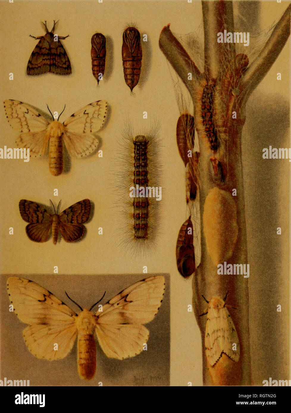 . Bulletin. Insects; Insect pests; Entomology; Insects; Insect pests; Entomology. Bui. 91, Bureau of Entomology, U. S. Depi. of Agriculture. Plate VI.. Different Stages of the Gipsy Moth (Porthetria dispar). Egg mass on center of twig; female moth ovipositing just below; female moth below, at left, enlarged; malemoth, somewhat reduced, immediately above; female moth immediately above, somewhat reduced; male motb with wings folded in upper left; male chrysalis at right of this; female chrysalis again at right; larva at center. (Original.). Please note that these images are extracted from scanne Stock Photo