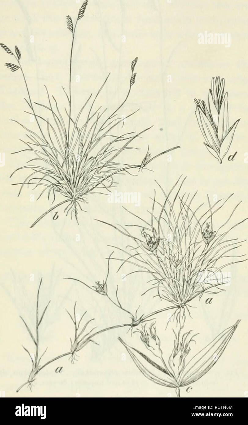 . Bulletin. 1901-13. Agriculture; Agriculture. 26 XATURAL, VEGETATION AS AN INDICATOR OF CROP PRODUCTION. The annual growth which occasionally becomes quite noticeable during June is composed largely of: Salsola pestifer A. Nels. Munroa squarrosa (Xutt.) Torr. Leptilon canadense (L.) Brit. Chenopodium leptophylliun (Moq.) Nutt. Festuca octoflora Walt. Plantago purshii R. &amp; S. Draba micrantha Nutt. Dysodia papposa (^Vnt.) Hitchc The Festuca is the most important of these annuals. It is one of the most notice- able plants during wet periods in early spring. Often the landscape appears bright Stock Photo