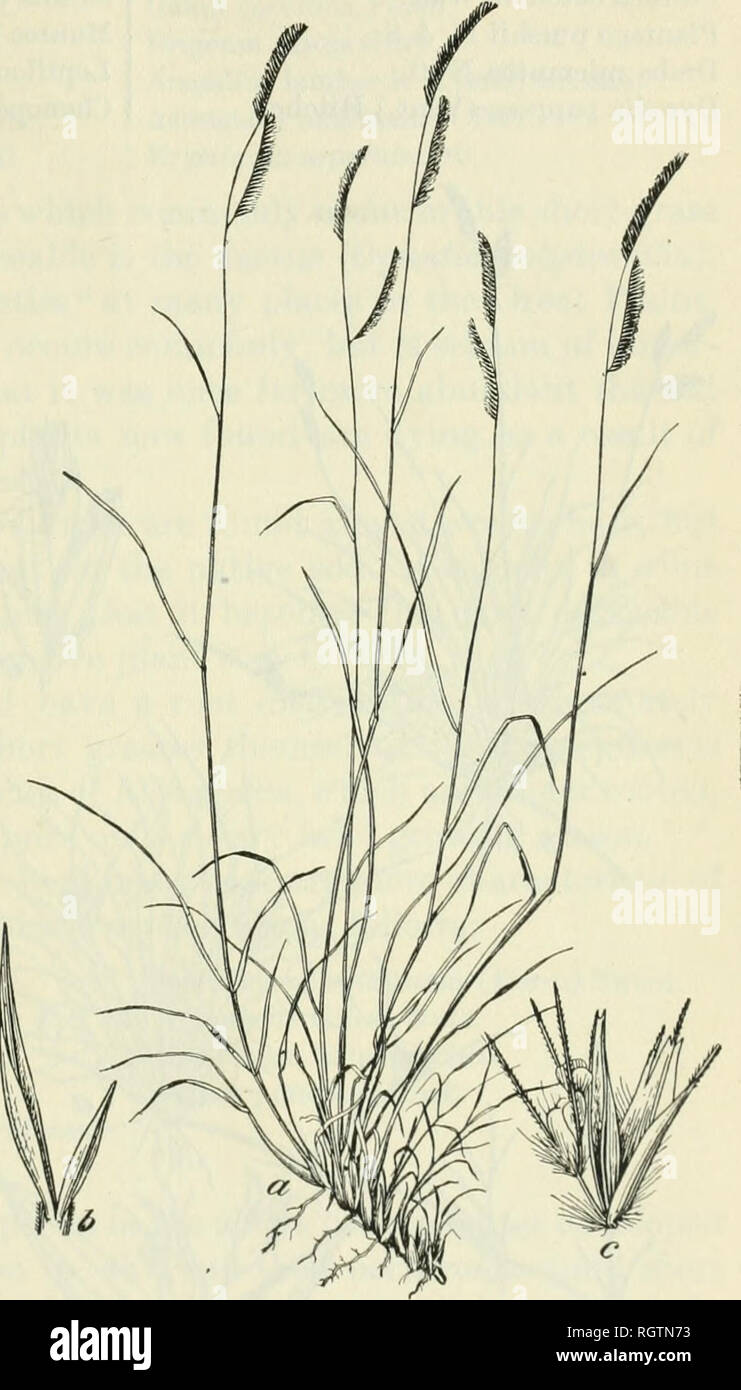 Bulletin 1901 13 Agriculture Agriculture Associations Of Agricultural Importance 25 No Plants Wliich Rise Above The Short Grass Hiyer Reference To Plate I Figure 1 Will Give The Best Idea Of The General